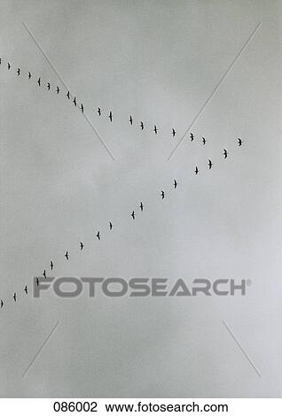 Birds flying in V-formation View Large Photo Image Stock Image - Birds flying in V-formation. Fotosearch