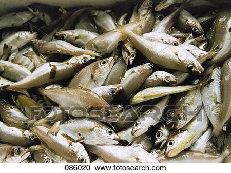 Piles of fish View Large Photo Image Stock Image - Piles of fish . Fotosearch