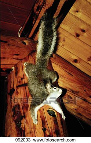 Squirrel mounted on beam View Large Photo Image Stock Image - Squirrel mounted on beam. Fotosearch