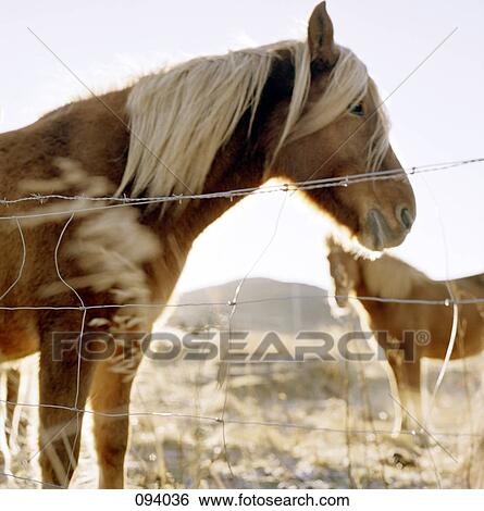 Two horses View Large Photo Image Stock Photograph - Two horses . Fotosearch