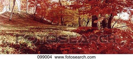 Autumn landscape, Denmark View Large Photo Image Picture - Autumn landscape, Denmark. Fotosearch