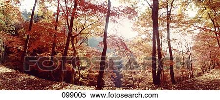 Autumn landscape, Japan View Large Photo Image Stock Photography - Autumn landscape, Japan. Fotosearch