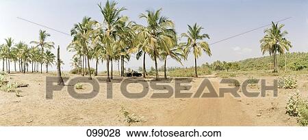 Car parked under palm trees, Goa, India View Large Photo Image Stock Photo - Car parked under palm trees, Goa, India. Fotosearch