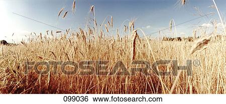 Field of wheat View Large Photo Image Stock Photograph - Field of wheat. Fotosearch