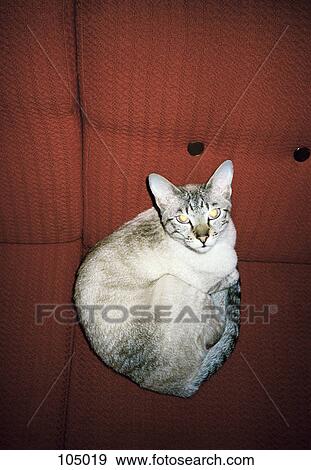 Cat sitting on couch View Large Photo Image Stock Photo - Cat sitting on couch. Fotosearch