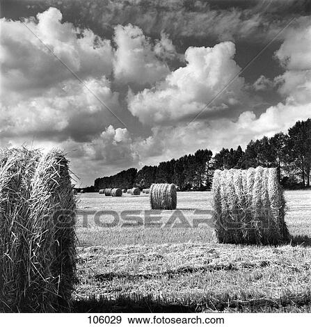 Bales of hay in field View Large Photo Image Stock Photo - Bales of hay in field. Fotosearch