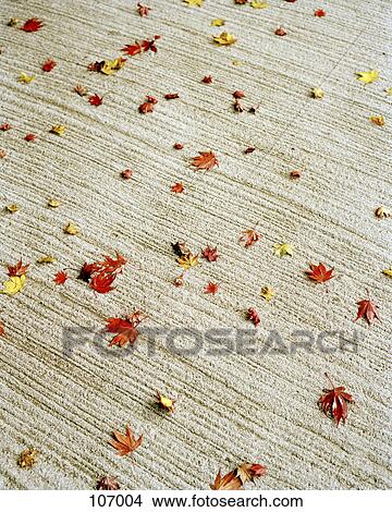 Picture - Autumn leaves scattered on carpet. Fotosearch
