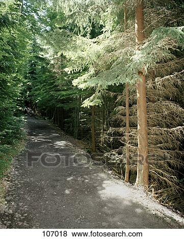Stock Photo - Forest path. Fotosearch