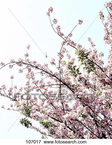 Helicopter flying over cherry blossoms View Large Photo Image Stock Photo - Helicopter flying over cherry blossoms. Fotosearch