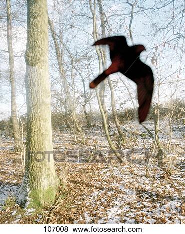 Silhouette of bird in flight View Large Photo Image Stock Photo - Silhouette of bird in flight. Fotosearch