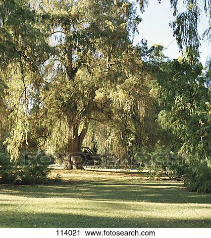 Landscape with willow tree View Large Photo Image Stock Image - Landscape with willow tree. Fotosearch