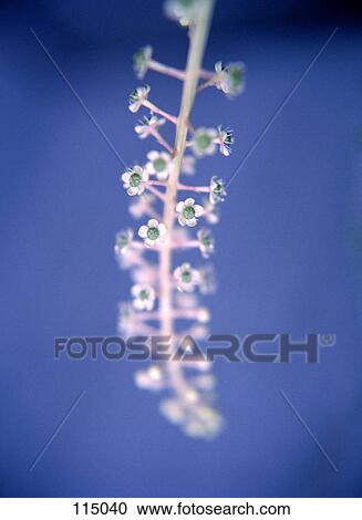 Close-up of white flowers View Large Photo Image Stock Image - Close-up of white flowers. Fotosearch