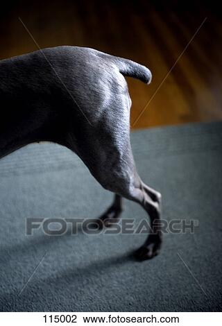 Dog’s hind legs View Large Photo Image Stock Image - Dog’s hind legs. Fotosearch