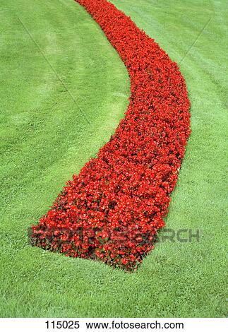 Stock Photography - Red poppies in a garden. Fotosearch