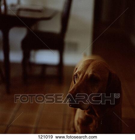 Dog standing in living room View Large Photo Image Stock Photo - Dog standing in living room. Fotosearch