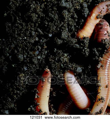 Stock Image - Earthworms in mud. Fotosearch