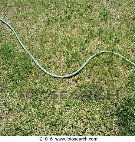 Garden hose in grass View Large Photo Image Stock Photograph - Garden hose in grass. Fotosearch