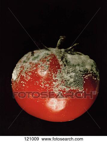 Rotten tomato View Large Photo Image Stock Photo - Rotten tomato. Fotosearch