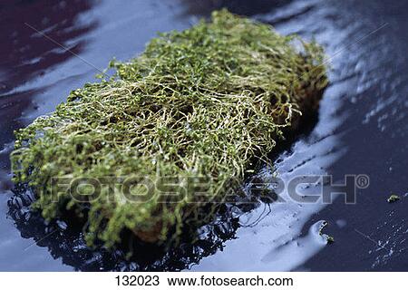Clump of alfalfa sprouts View Large Photo Image Stock Image - Clump of alfalfa sprouts. Fotosearch
