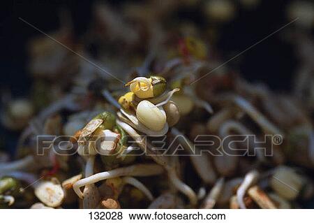 Stock Photo - Heap of bean sprouts. Fotosearch