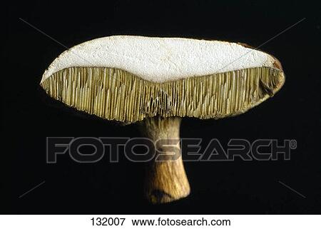 Interior of a mushroom View Large Photo Image Stock Photo - Interior of a mushroom. Fotosearch