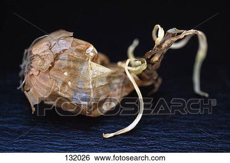 Moldy onion peel View Large Photo Image Stock Photograph - Moldy onion peel. Fotosearch