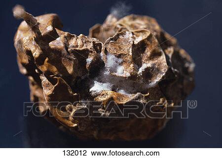Moldy pear View Large Photo Image Stock Image - Moldy pear. Fotosearch