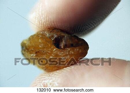 Stock Image - Person holding a dried apricot. Fotosearch