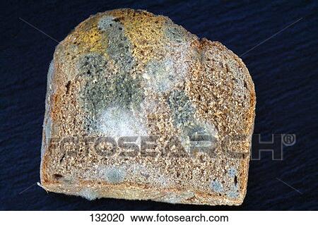 Stock Image - Piece of moldy bread. Fotosearch