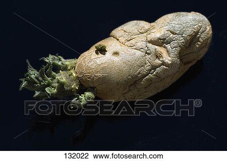 Stock Image - Potato growing sprouts. Fotosearch
