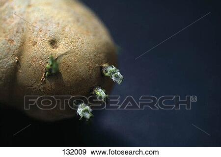 Potato sprouting View Large Photo Image Stock Photo - Potato sprouting. Fotosearch