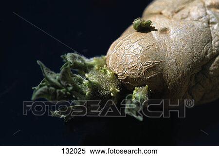 Potato with sprouts View Large Photo Image Stock Photography - Potato with sprouts. Fotosearch