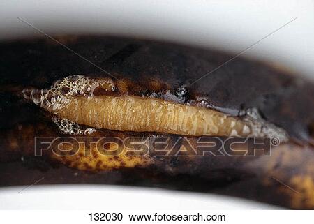 Rotten banana View Large Photo Image Stock Image - Rotten banana. Fotosearch