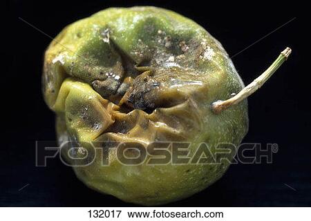 Rotting fruit View Large Photo Image Stock Photo - Rotting fruit. Fotosearch