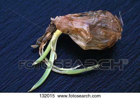 Rotting onion View Large Photo Image Stock Photography - Rotting onion. Fotosearch