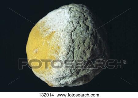 Rotting orange View Large Photo Image Picture - Rotting orange. Fotosearch