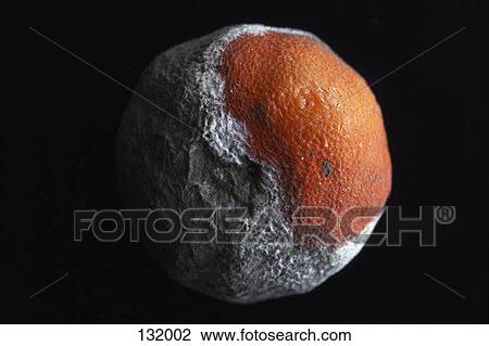 Stock Image - Rotting orange. Fotosearch