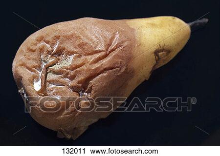 Rotting pear View Large Photo Image Stock Image - Rotting pear. Fotosearch