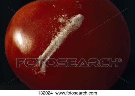 White mold growing on a tomato View Large Photo Image Picture - White mold growing on a tomato. Fotosearch