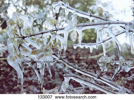 Close up of ice formed on a plant View Large Photo Image Stock Photo - Close up of ice formed on a plant. Fotosearch