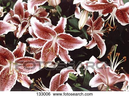 Pink flowers in bloom View Large Photo Image Stock Photograph - Pink flowers in bloom. Fotosearch