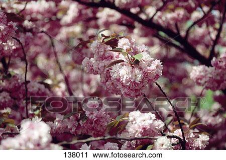 Cherry blossoms View Large Photo Image Stock Image - Cherry blossoms. Fotosearch