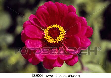 Close-up of a red poppy View Large Photo Image Stock Photograph - Close-up of a red poppy. Fotosearch