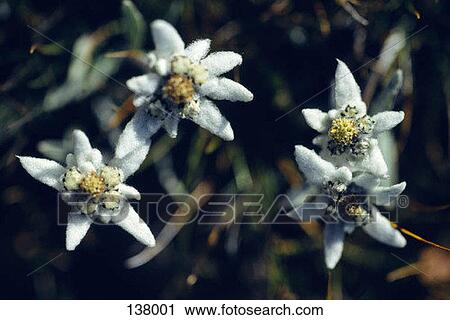 Stock Image - Close-up of white flowers. Fotosearch