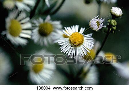 Picture - Daisies. Fotosearch