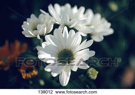 Daisies View Large Photo Image Stock Image - Daisies. Fotosearch