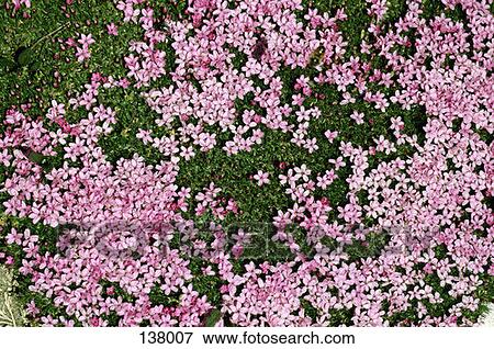 Stock Photo - Pink flowers in a meadow. Fotosearch