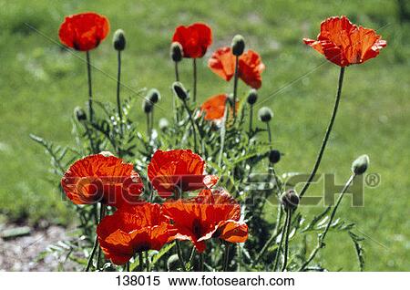 Red poppies View Large Photo Image Stock Photography - Red poppies. Fotosearch