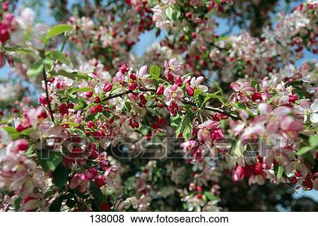 Spring blossoms View Large Photo Image Stock Photo - Spring blossoms. Fotosearch