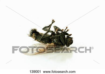A dead housefly lying on a white surface View Large Photo Image Stock Image - A dead housefly lying on a white surface. Fotosearch